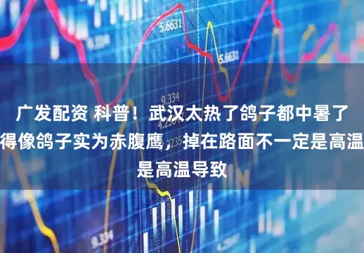 广发配资 科普！武汉太热了鸽子都中暑了？长得像鸽子实为赤腹鹰，掉在路面不一定是高温导致